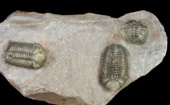 Two Austerops Trilobites With Belenopyge-Like Lichid - Jorf #154202